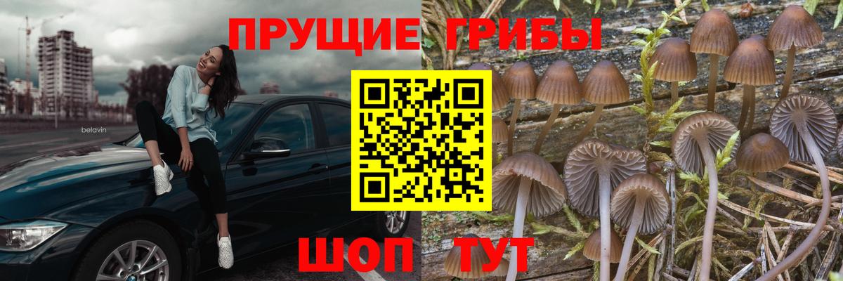 Псилоцибиновые грибы Cubensis Калуга